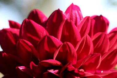 Burgundy Dahlia yapraklarının doğal arkaplan ya da doku olarak yakın çekim (makro çekim)