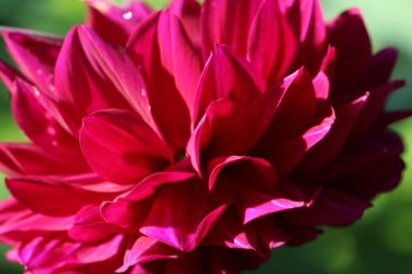 Burgundy Dahlia yapraklarının doğal arkaplan ya da doku olarak yakın çekim (makro çekim)