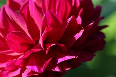 Burgundy Dahlia yapraklarının doğal arkaplan ya da doku olarak yakın çekim (makro çekim)
