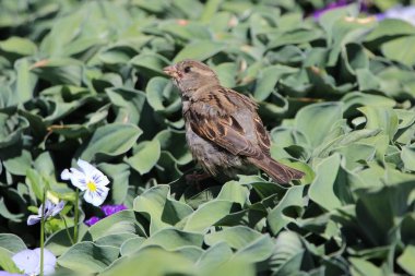 Çiçek tarhında bir serçenin (makro atış) yakın çekimi