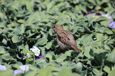 Çiçek tarhında bir serçenin (makro atış) yakın çekimi
