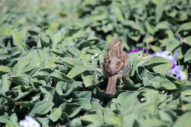 Çiçek tarhında bir serçenin (makro atış) yakın çekimi