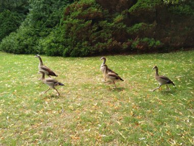 Parktaki çimlerin üzerindeki kazlar. Yakın plan.
