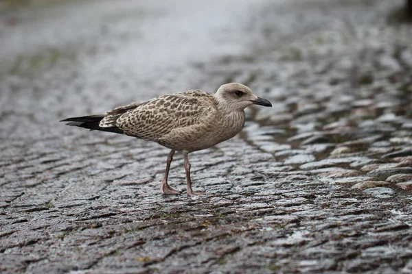 Close-up of a sea gull chick in the rain on a paving stone