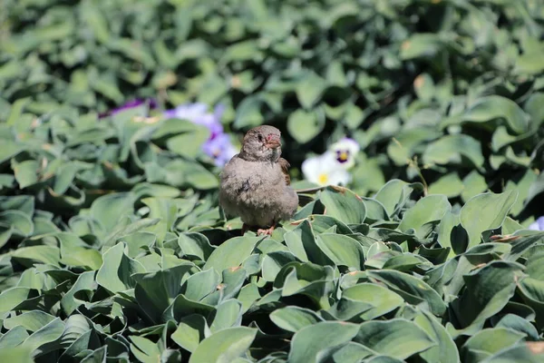 Çiçek tarhında bir serçenin (makro atış) yakın çekimi