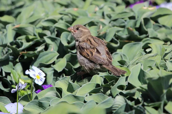 Çiçek tarhında bir serçenin (makro atış) yakın çekimi