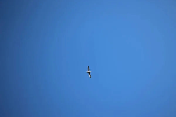 Een Meeuw Blauwe Lucht — Stockfoto