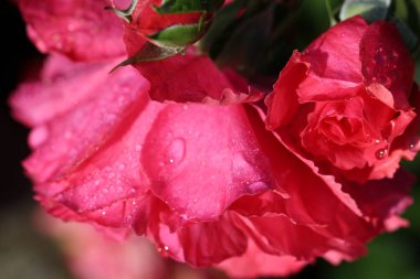 Bir gül çiçeği ve tomurcuğunun doğal bir arkaplan ya da doku olarak çiğ damlaları ile yakın plan (makro çekim)