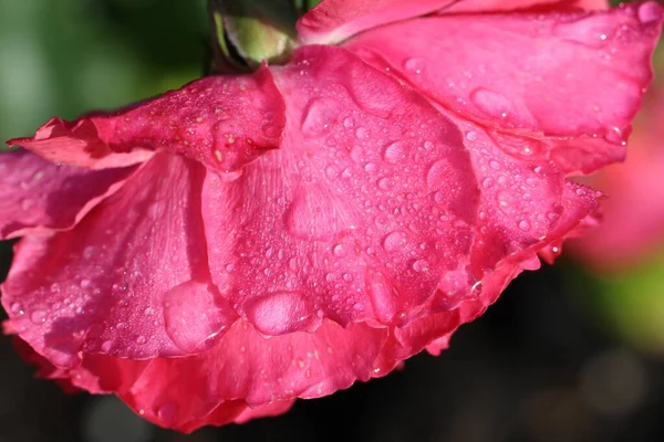 Close Macro Shoot Pink Rose Petals Dew Drops Natural Background — Stock Photo, Image