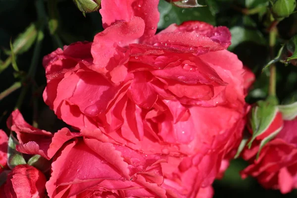 Close Macro Shoot Pink Rose Flower Drops Dew Natural Background — Stock Photo, Image