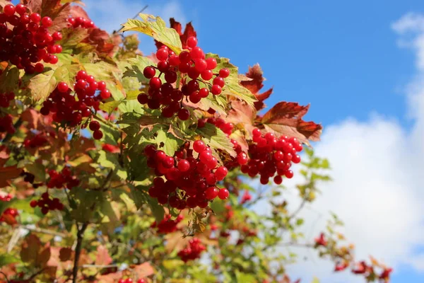 在阳光明媚的日子里 用浆果在天空衬托下的钾灌木的特写 — 图库照片