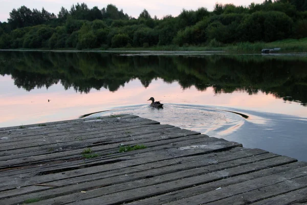 Duck Floats Water Forest Lake Red Sunset Reflection Sky — Stock Photo, Image