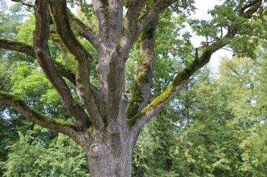 Eylül 'de eski meşe dallarının yosunlarla kaplı olduğu park yeri.