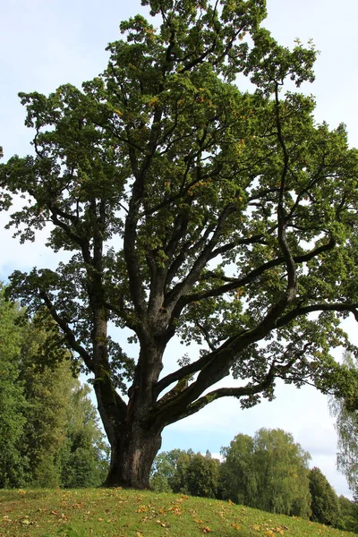 Güneşli bir eylül gününde parkta bir tepede meşe ağacı