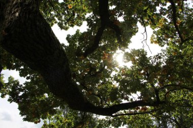 Eski bir meşe ağacının dalına yakın çekim, güneş yaprakların arasından parlıyor.