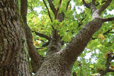 Dalların ve meşe ağacının tacı, ağaç köklerinin dibinden görüş.