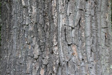Eski kızılağaç kabuğunun doğal arkaplan veya doku olarak yakın plan görüntüsü