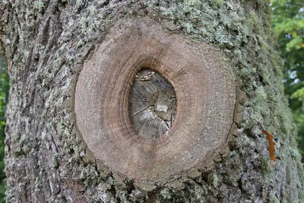 Close Sawed Bitch Trunk Old Oak Tree Natural Background Texture — ストック写真