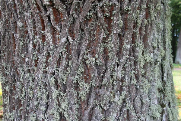 Närbild Barken Gammal Täckt Med Mossa Som Naturlig Grå Brun — Stockfoto