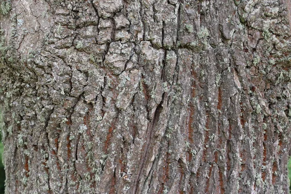 天然の背景や質感として古いオークの樹皮のクローズアップ — ストック写真