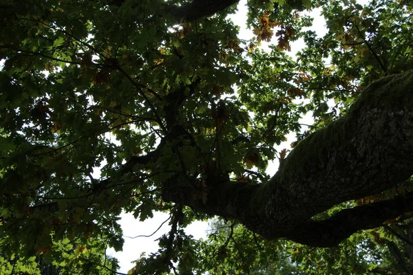 Close Branch Old Oak Tree Sun Shines Foliage — Stock Photo, Image