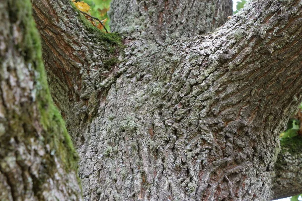 Nahaufnahme Eines Alten Eichenstammes Mit Gabelung Als Natürlicher Hintergrund Oder — Stockfoto