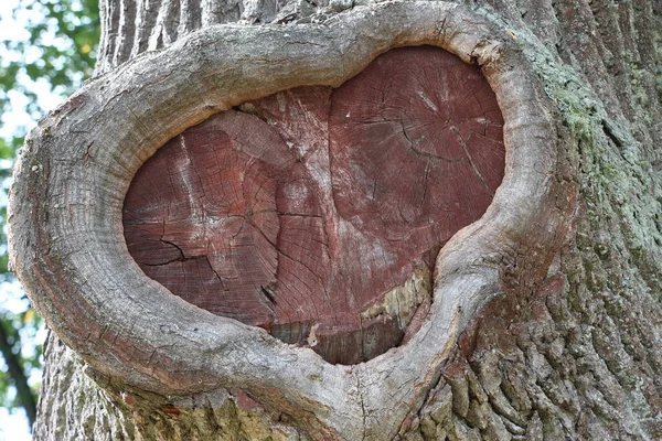 Close Sawed Bitch Trunk Old Oak Tree Natural Background Texture — Stock Fotó