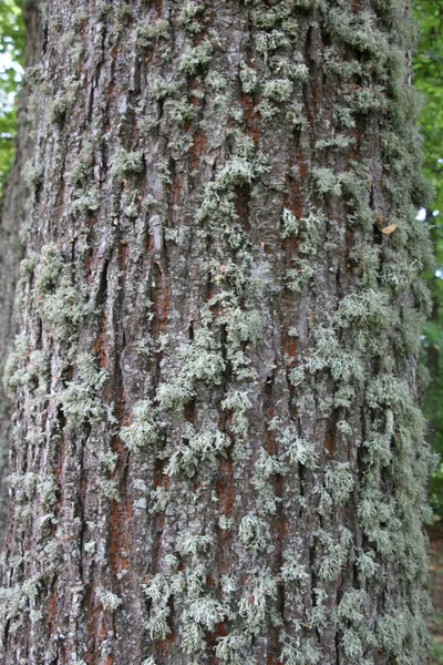 用苔藓覆盖的老橡树树皮的特写 作为自然灰褐色背景或质地 — 图库照片