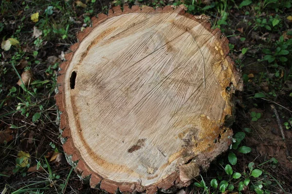 Frisch Gesägtes Holz Aus Nächster Nähe Als Natürlicher Hintergrund Oder — Stockfoto