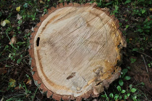 Legno Segato Fresco Vicino Come Sfondo Naturale Trama — Foto Stock