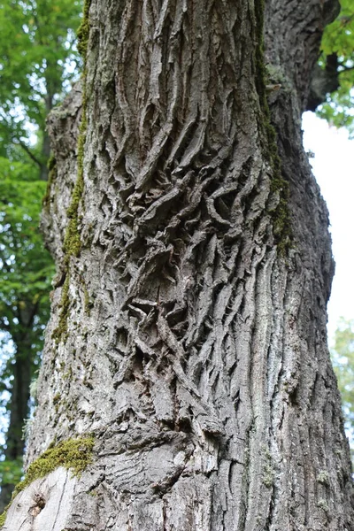 Primo Piano Della Vecchia Corteccia Quercia Come Sfondo Naturale Texture — Foto Stock