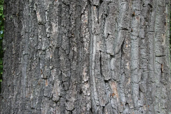 天然の背景や質感として古いオークの樹皮のクローズアップ — ストック写真
