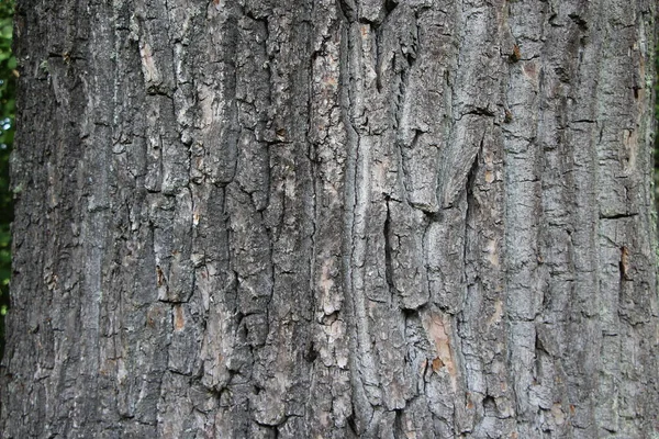 Primo Piano Della Vecchia Corteccia Quercia Come Sfondo Naturale Texture — Foto Stock