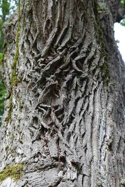 Close Old Oak Bark Natural Background Texture — Stock Photo, Image