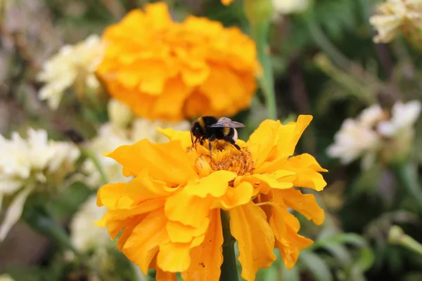 Close Macro Shoot Bees Orange Velvetz Flower — Stock Photo, Image