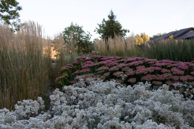 Ochitok çiçekleri (lat. Eylül akşamı, parktaki bir kafenin arka plan ışıkları üzerinde.