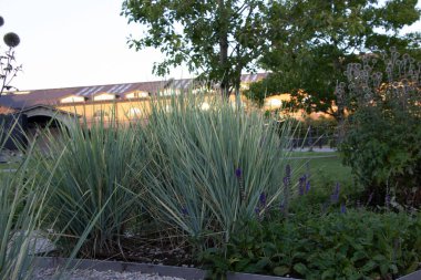 Süslü otların, batan güneşin yansımasına karşı binanın cam cephesinde, eylül akşamı parka yakın plan.