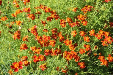 Turuncu kadife çiçeklerin yakın çekimi