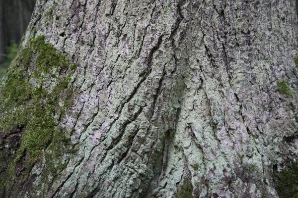 云杉树皮的特写 覆盖着苔藓 作为自然的背景或纹理 — 图库照片