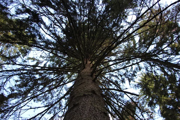 가문비나무 가지들 아래에서 왕관의 — 스톡 사진