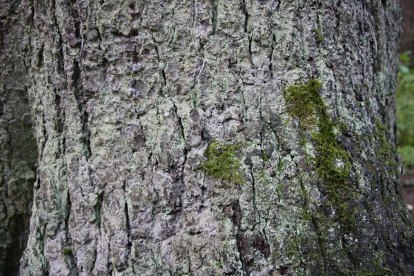 Närbild Granbarken Täckt Med Mossa Som Naturlig Bakgrund Eller Struktur — Stockfoto
