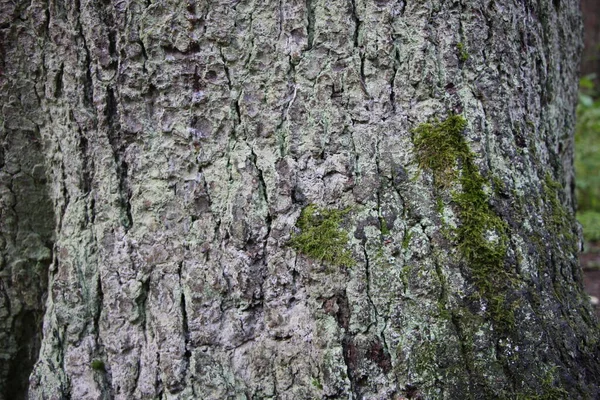 Close Casca Abeto Coberto Com Musgo Como Fundo Natural Textura — Fotografia de Stock