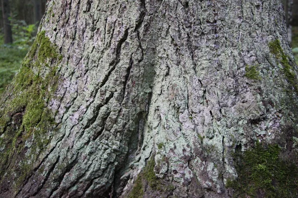 天然の背景や食感として 苔で覆われたトウヒの樹皮のクローズアップ — ストック写真