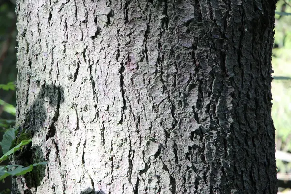 天然の背景や食感として苔の中の古いスプルース樹皮のクローズアップ — ストック写真