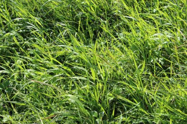 Çimlerin doğal yeşil arkaplan ya da doku olarak yakın plan görüntüsü