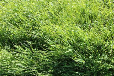 Çimlerin doğal yeşil arkaplan ya da doku olarak yakın plan görüntüsü