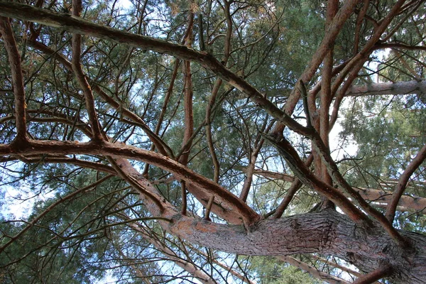 幹が曲がった古い松の枝 下からの木冠の眺め — ストック写真