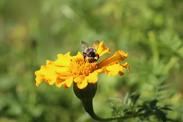 Turuncu kadife çiçekli arılar (makro atış)