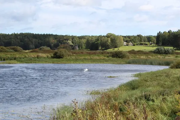 View Shore River Bed White Heron Flight Water Sunny September — Stock Photo, Image