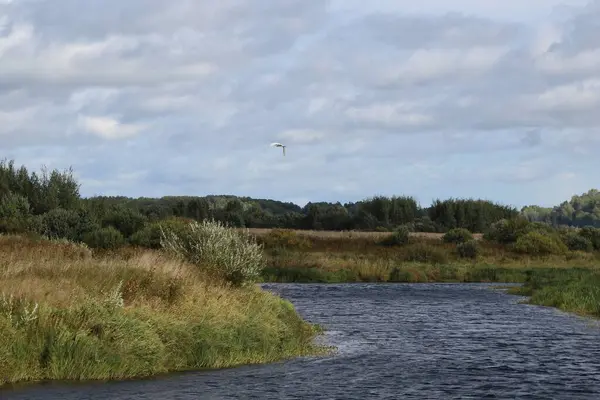 View Shore River Bed White Heron Flight Sunny September Day — Stock Photo, Image